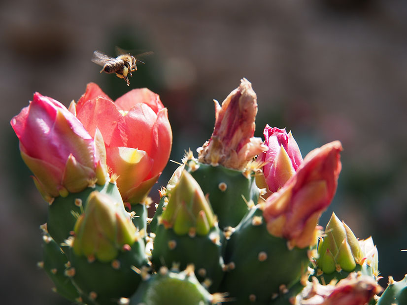 Bee on Cactus at Croatia