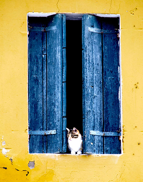 Burano Cat in Window