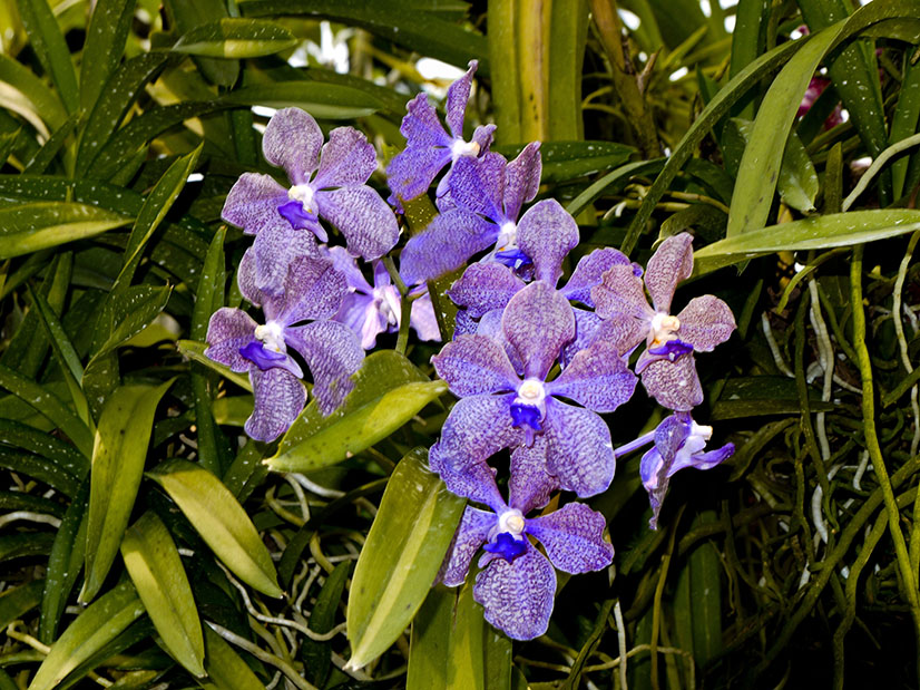 Orchid at Singapore